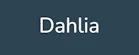 Dahlia